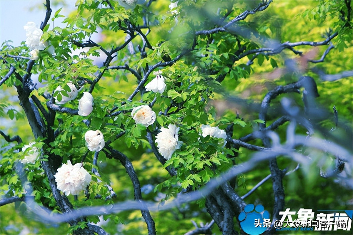 花开时节动京城最美不过洛阳城,花开时节动京城洛阳