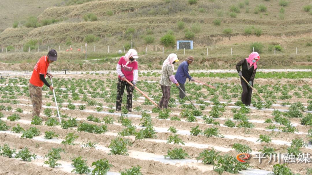 高水平农业合作助力乡村振兴,朔州市发展特色农业助力乡村振兴