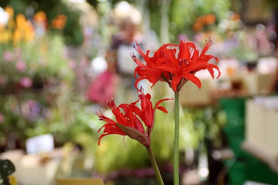 可以入药的百合品种,百合种类名称及图片及花语