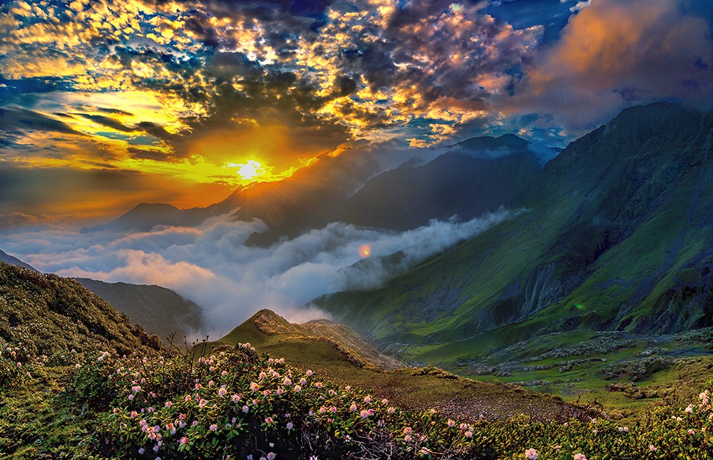 宝兴高山杜鹃,大别山杜鹃科普园