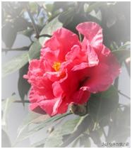 魏树人谈太极拳的虚灵顶劲,陈正雷谈太极拳五重境界