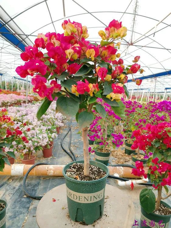 30种适合懒人养的花三角梅耐寒吗,三角梅养花技巧及知识大全详解