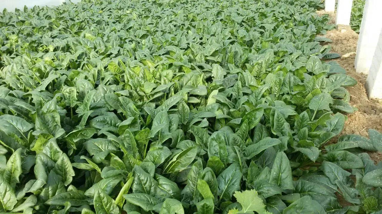 菠菜施肥用什么肥最好,菠菜生长期一般施什么肥