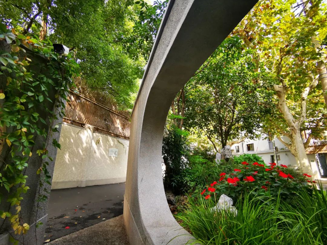 全区唯一!这个有4312棵行道树的街道,厚植梧桐街区绿色生态!