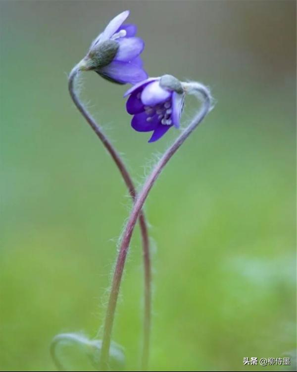 如何拍摄高清花朵照片教程,拍照技术技巧花朵