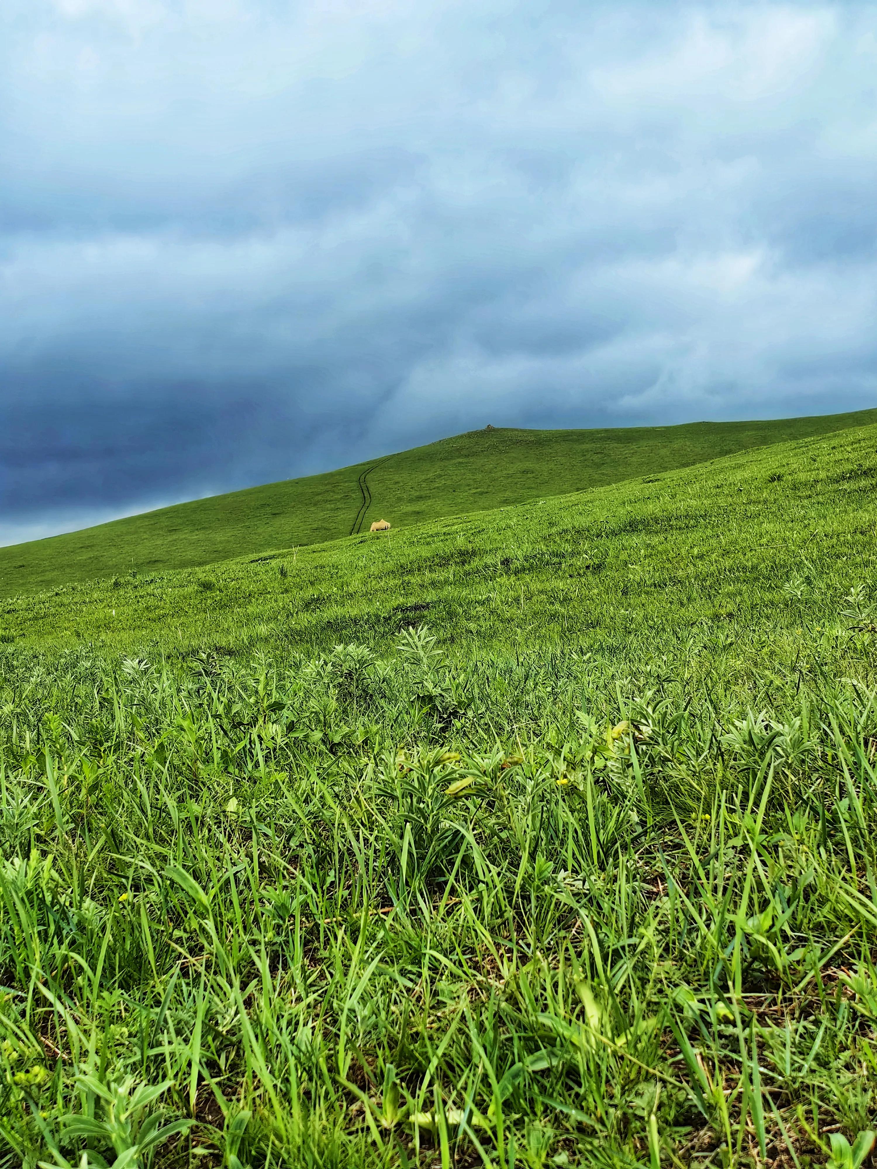 柳树沟稀树草原营业了吗,云中草原