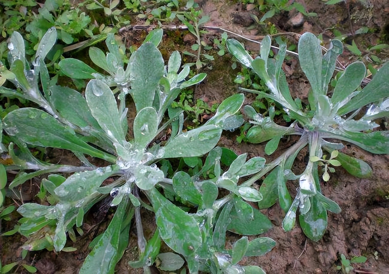 春天看图挖野菜，送你40种野菜大图鉴，让你轻松辨别各种野菜