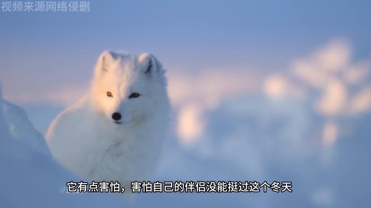 北极狐大自然,北极狐各个季节的照片