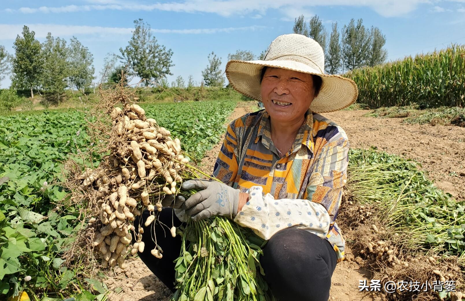 怎样解决花生空壳问题,花生空壳原因及防治方法