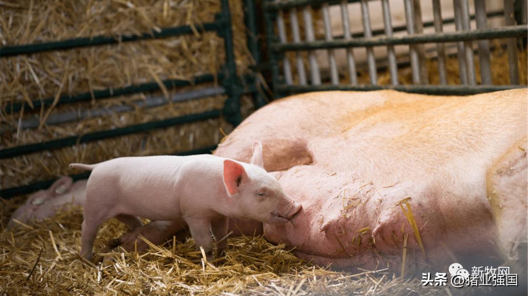 预计今下半年仔猪价格,仔猪价格小幅回暖盈利充沛是关键