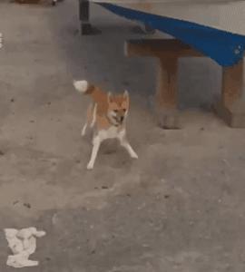 谷歌地图六条腿的狗,谷歌地图上发现的狗