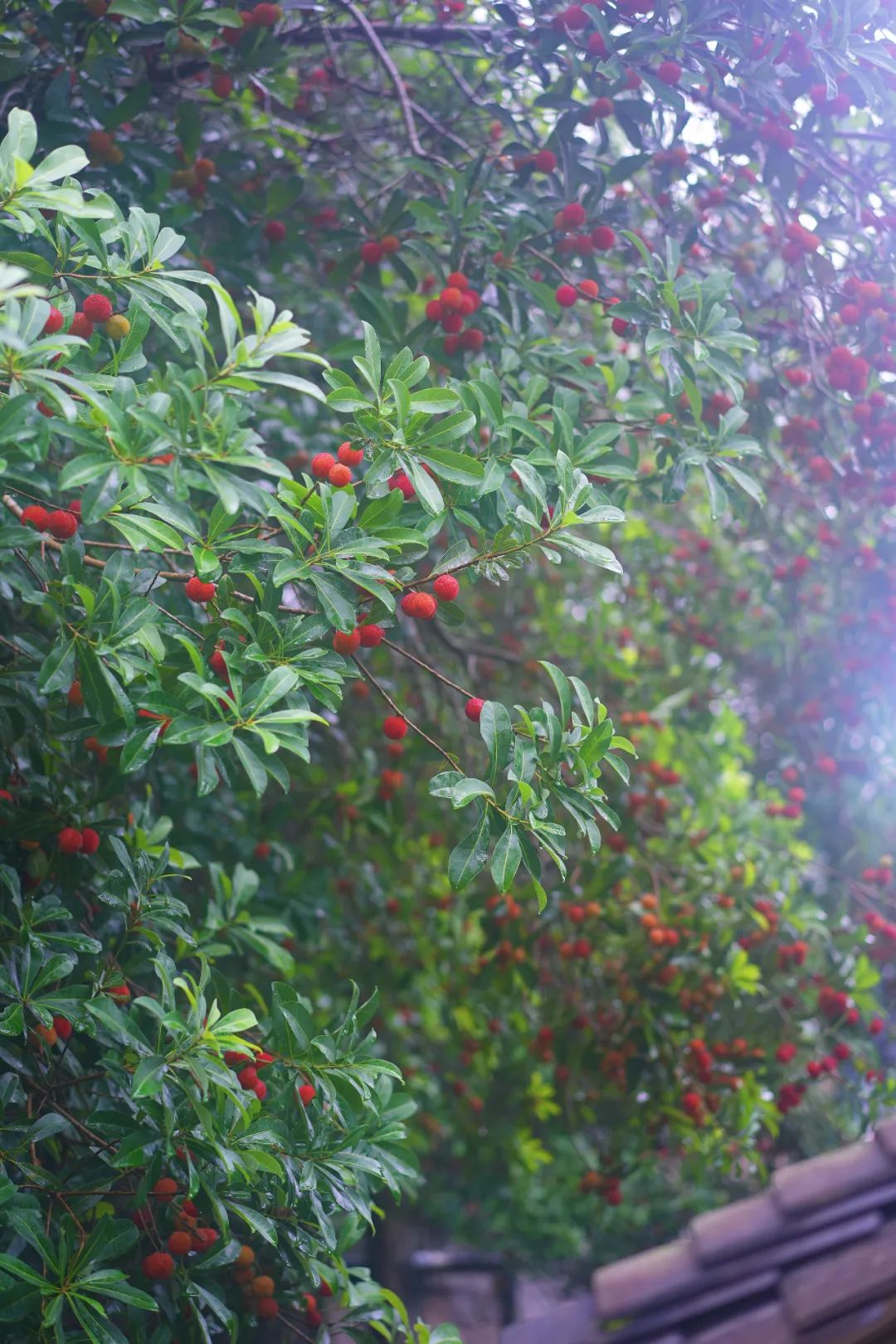 除了梵净山还能玩什么游戏,铜仁除了梵净山还有什么旅游景点