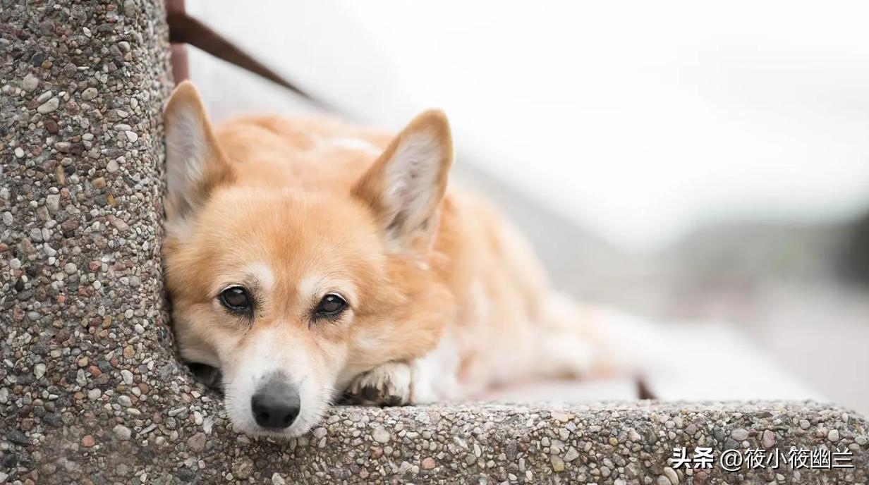 狗狗拉稀呕吐白色泡沫怎么回事,狗狗拉稀加呕吐吃什么药好得快