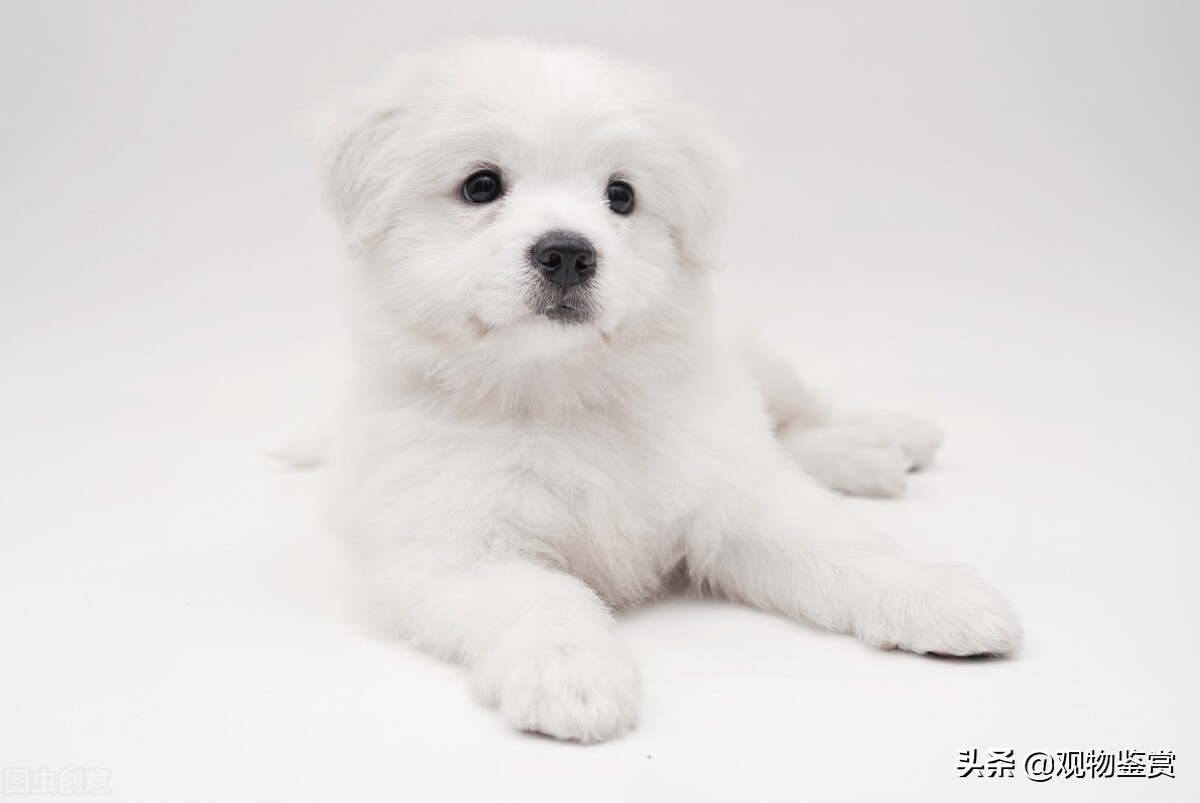 狗刚满十八天能吃狗粮吗,狗狗25天能吃狗粮吗