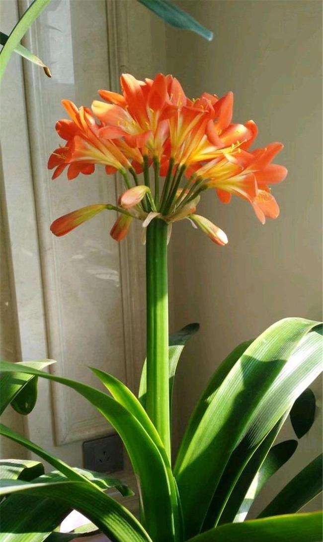 新手养护君子兰注意这三点,养君子兰避开3个误区叶大花又艳