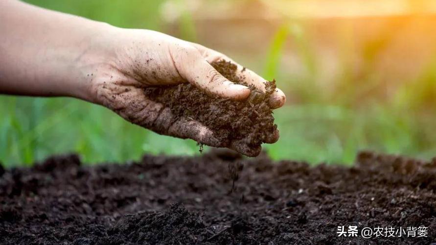 植物根损坏了还能生长吗,植物根伤了怎么治