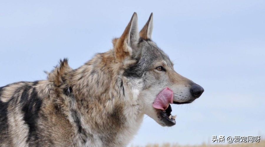 捷克狼犬哪个毛色最像狼,捷克狼犬怎么喂养比较好