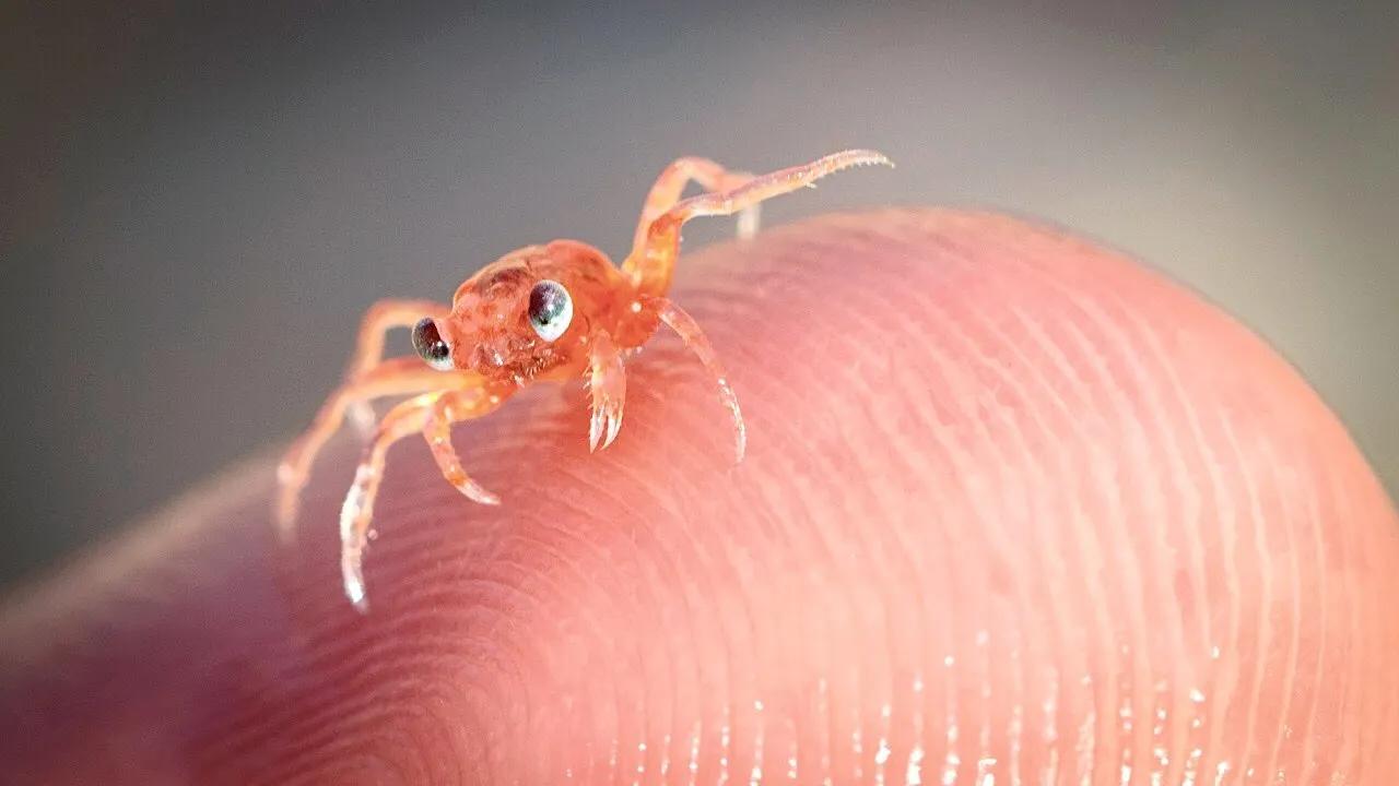 显微镜图像与真实图像,22张罕见的显微镜照片