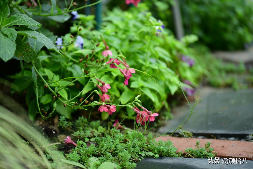 冬天开花的室外花卉盆栽,温室盆栽观花花卉植物