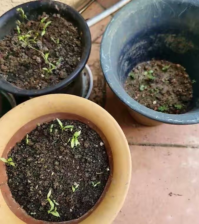 阳台种菜的方法和技巧大全集,阳台种菜的方式和技巧