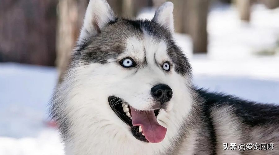 每天认识一只狗哈士奇,哈士奇是一种怎样的狗