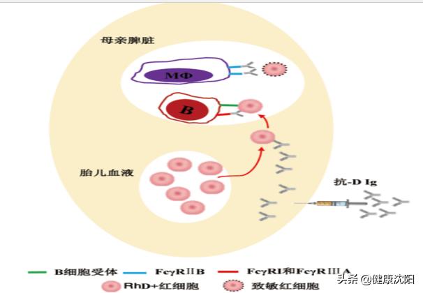 母婴健康科普短视频,宝宝rhd血型阳性易产生溶血吗