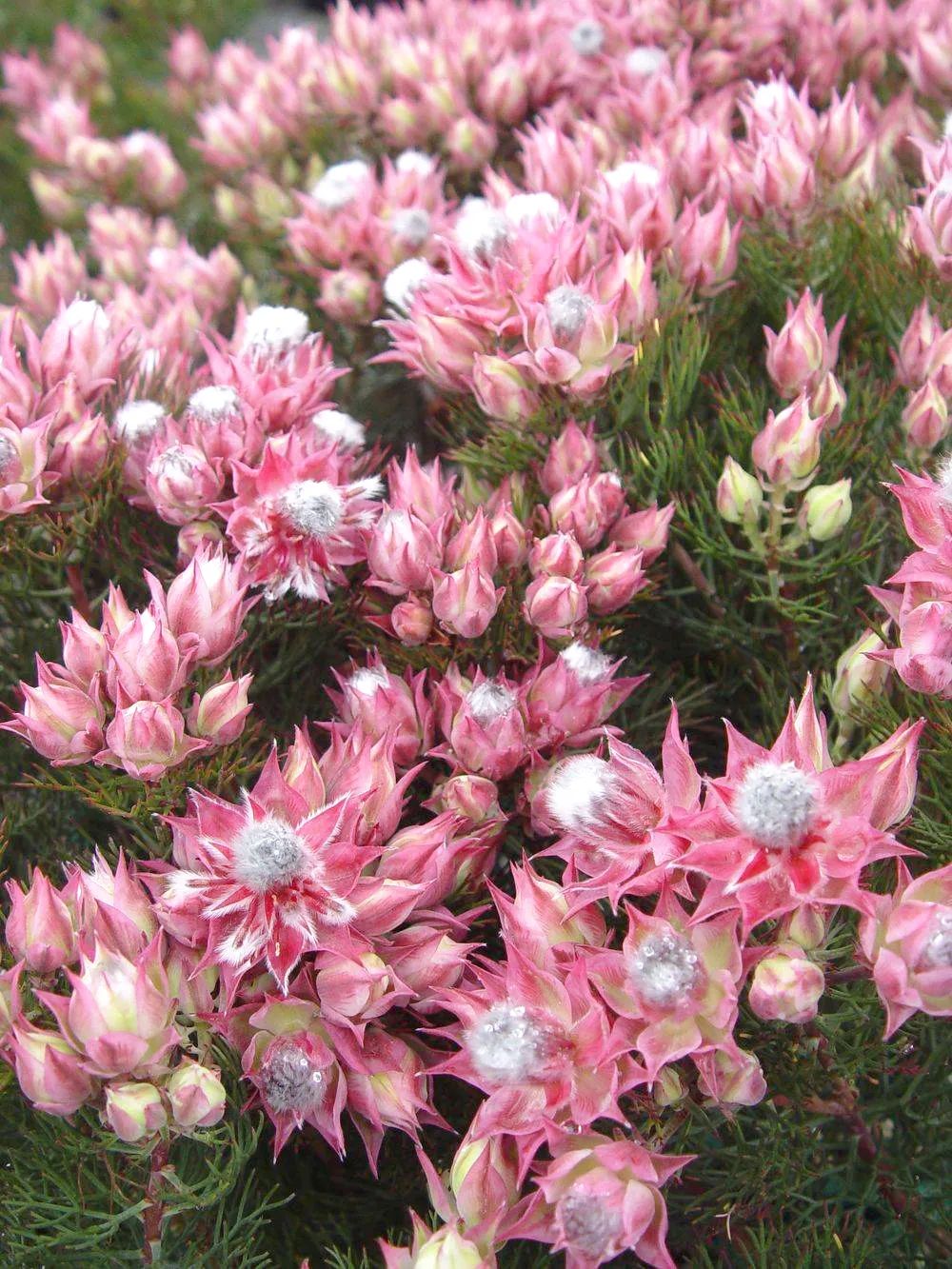 南非新娘花季节,南非的新娘花