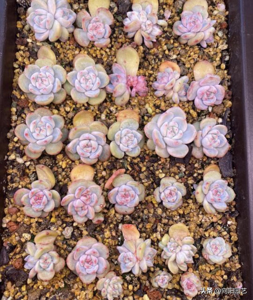 多肉怎么用叶片繁殖,多肉几月份适合砍头或叶插