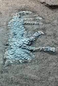 老虎在五行中代表什么,老虎是什么五行属性最好