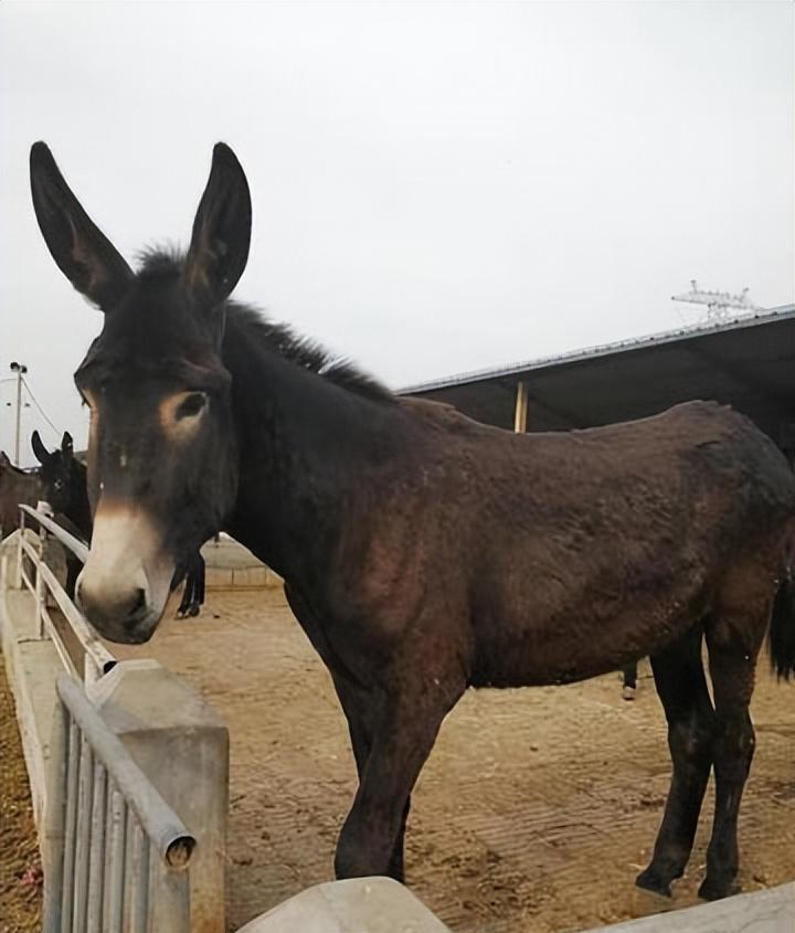 养三十头驴成本利润,养50头驴一年多少利润