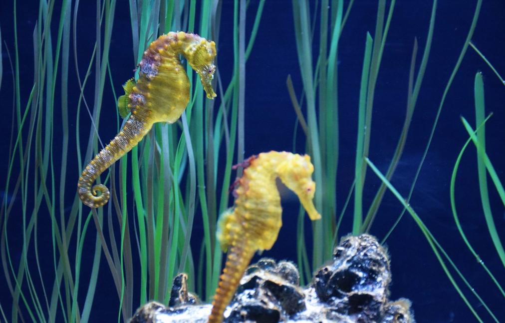 性趣探秘：为什么人类是*生活性**方式最怪诞的动物？