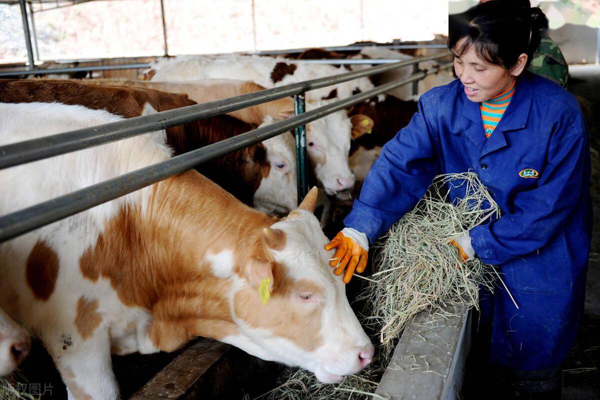 养牛跌入低谷,2022年养牛会不会跌到低谷