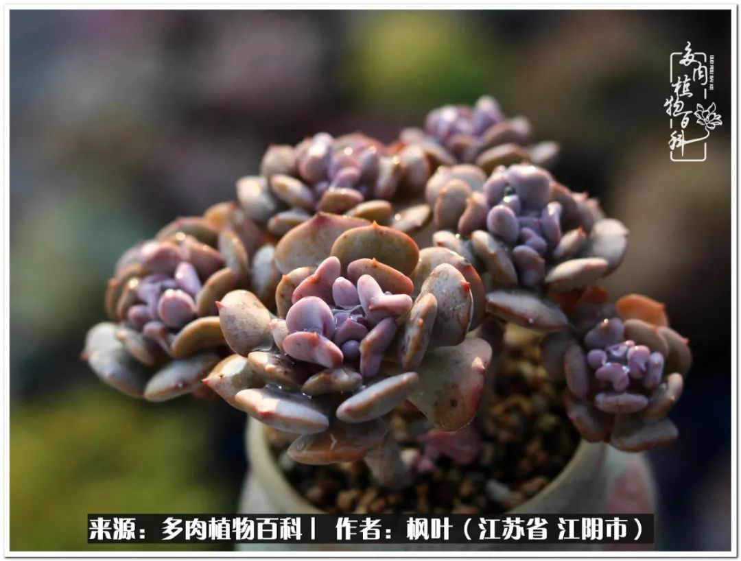 多肉植物的生长轨迹,多肉植物的养生方法