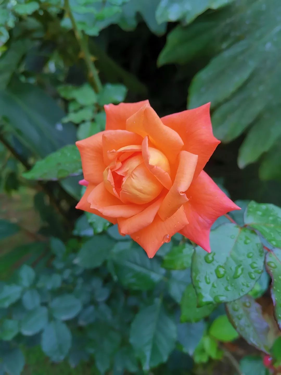 可爱妖娆的小精灵，超过瘾|这里的狐猴也太好撸了吧！