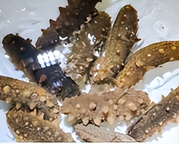 产妇月子期间什么时候可以吃海参,坐月子吃海参的正确方法