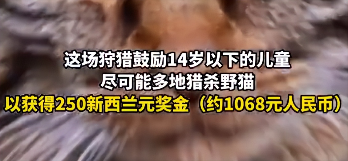 某地办比赛鼓励儿童猎杀野猫？！主办方：杀猫最多的奖励1000元！