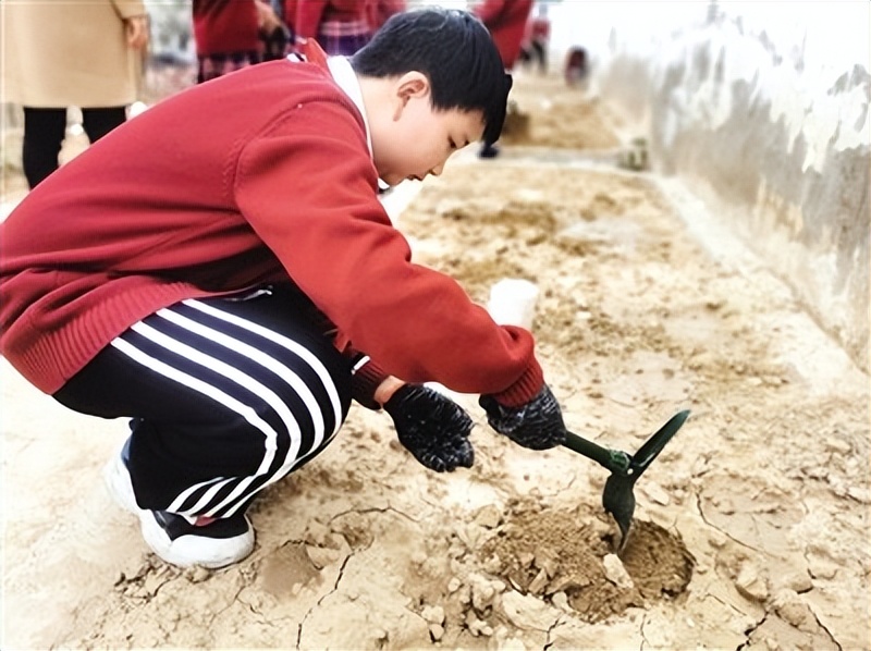 【一座城市的发展调研报告】二七区兴华街第二小学:劳动教育“五朵花开”淬炼成长赋能未来