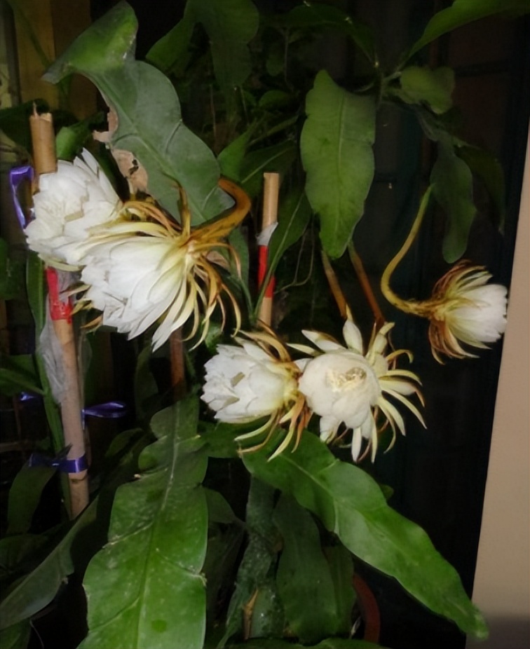 昙花可以放在室外养殖吗,昙花怕冻吗昙花的养殖方法