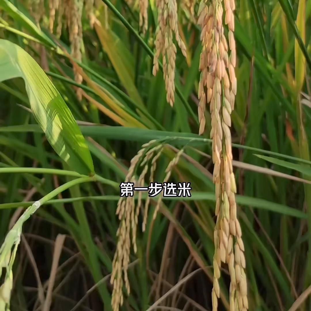 酿好的米酒怎样二次酿造米酒汁,详细糯米甜米酒制作方法