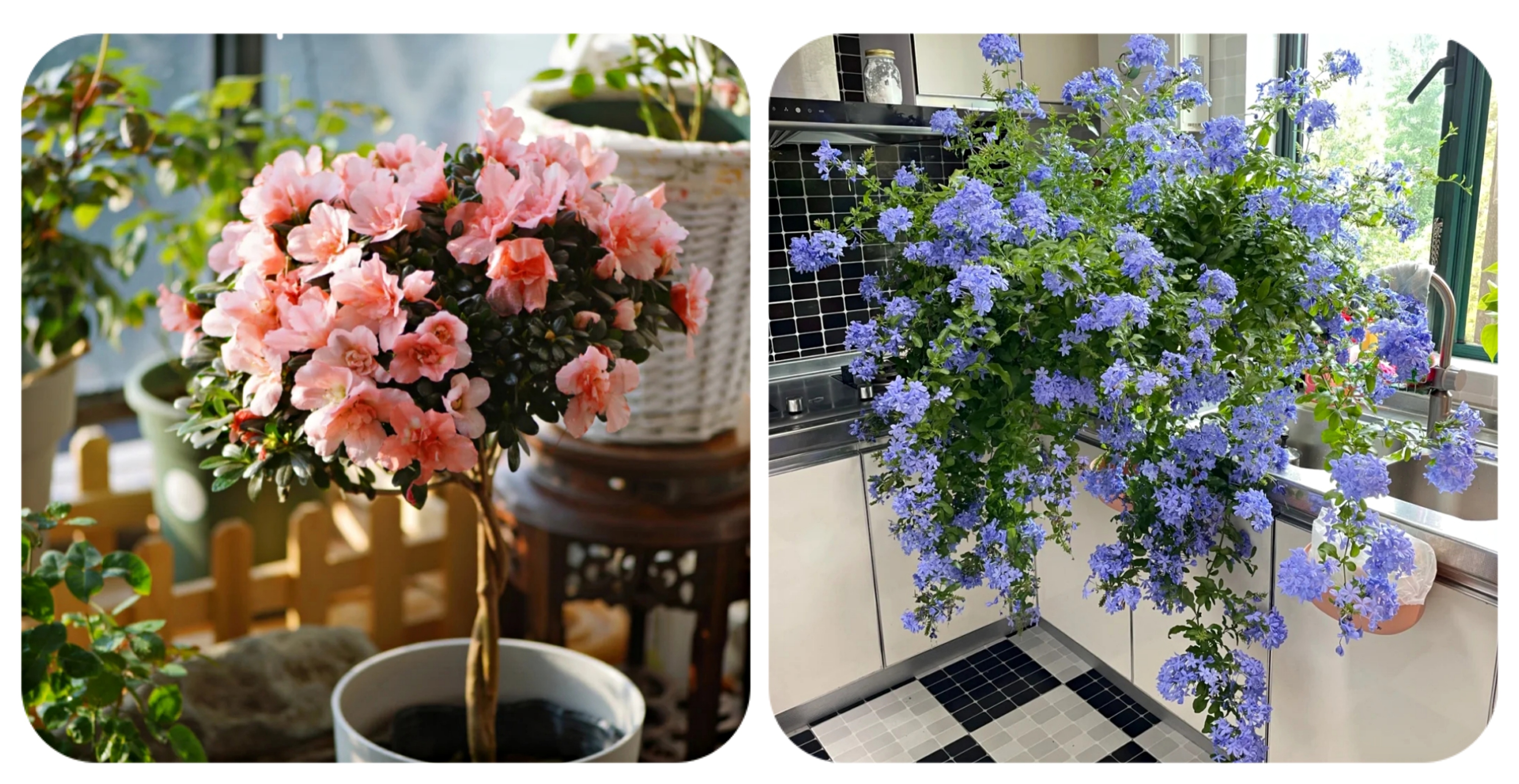 100种花能养在阳台上，50种开花的，40种绿植，10种蔬果