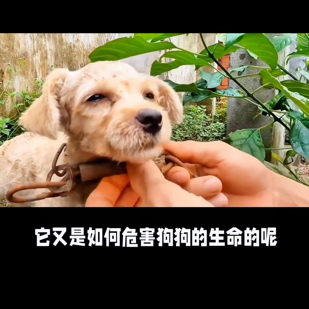 幼年犬如何避免得细小,犬细小的治疗方法处方