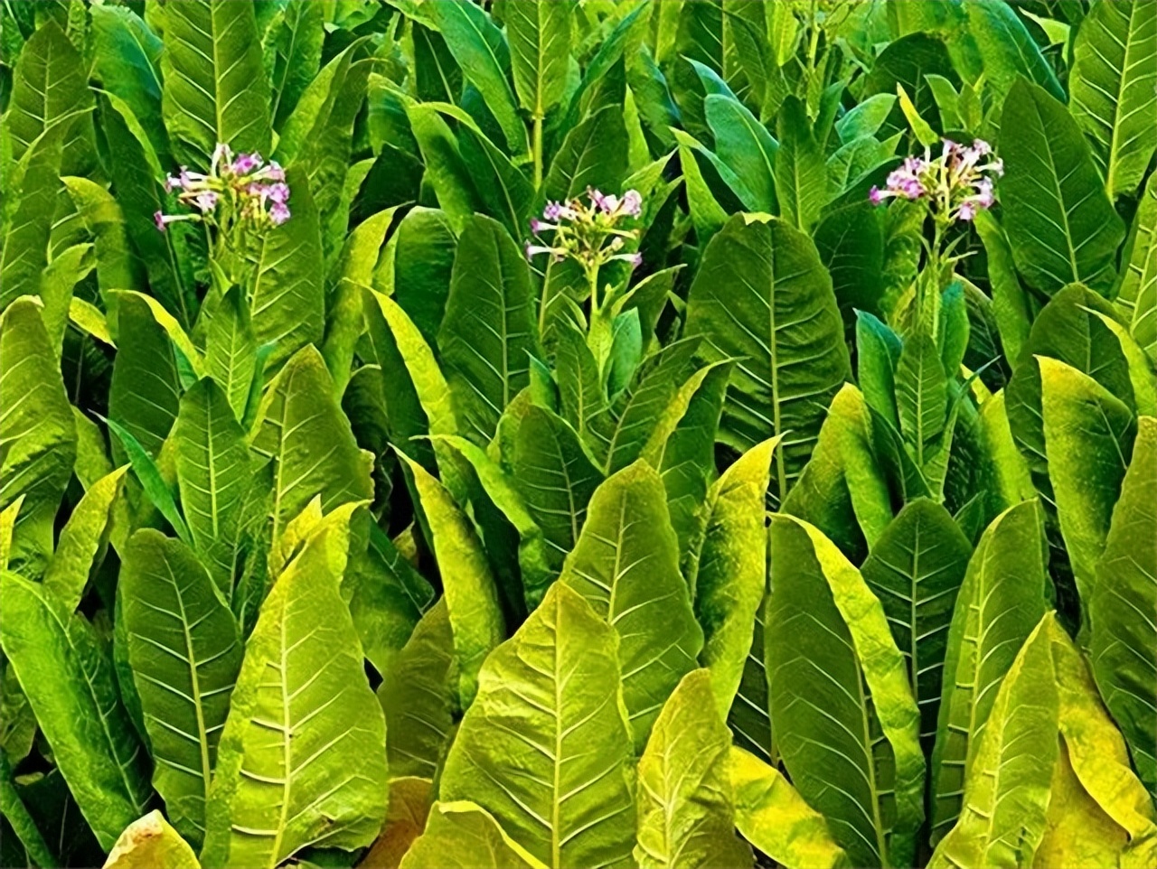 草烟的危害大还是纸烟危害大,草烟坏处