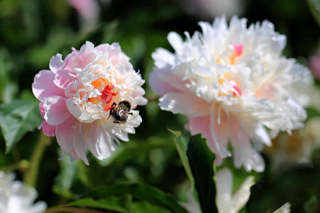 更年期失眠，中医分型调，每天睡到自然醒！
