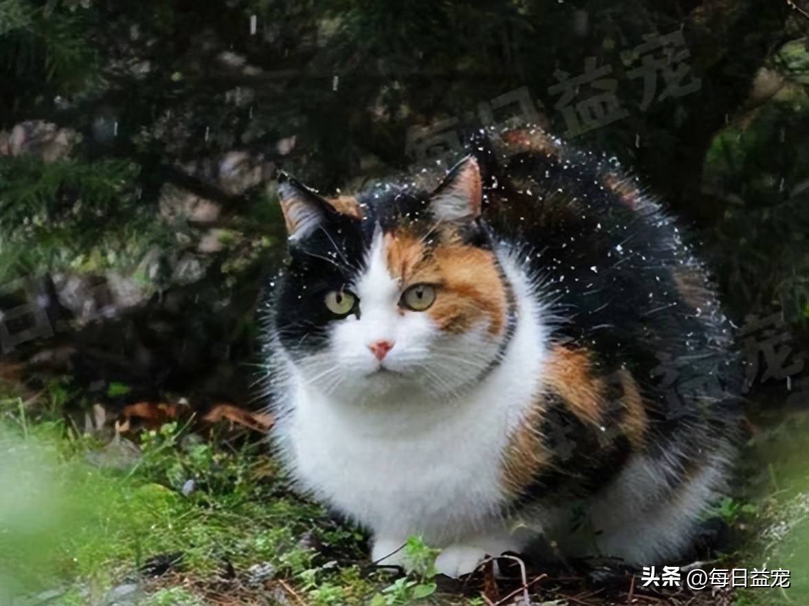 中华田园猫常见猫颜色和品种,中华田园猫最稀有的猫品种