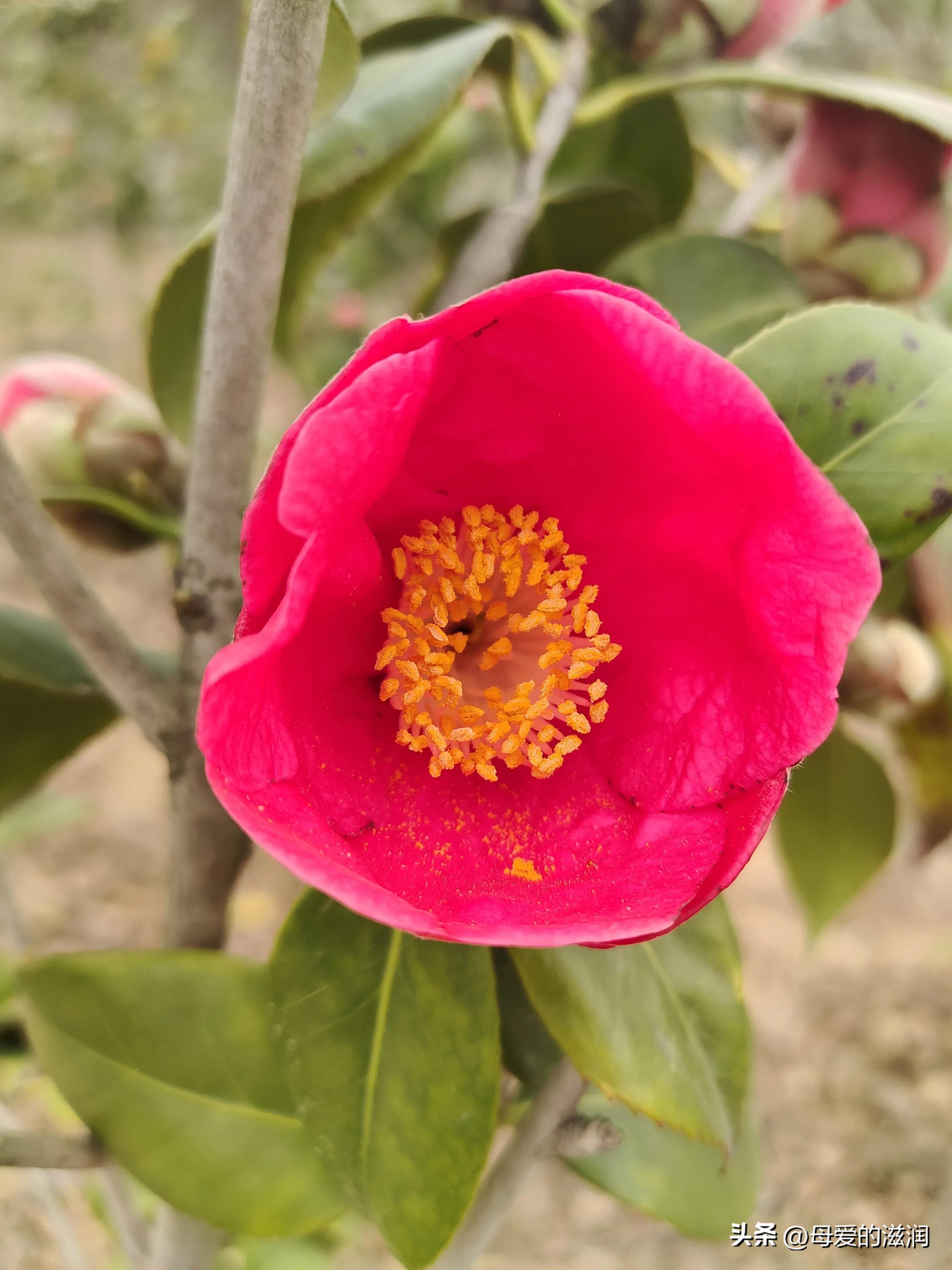 满月酒歌曲,满月酒的祝福语