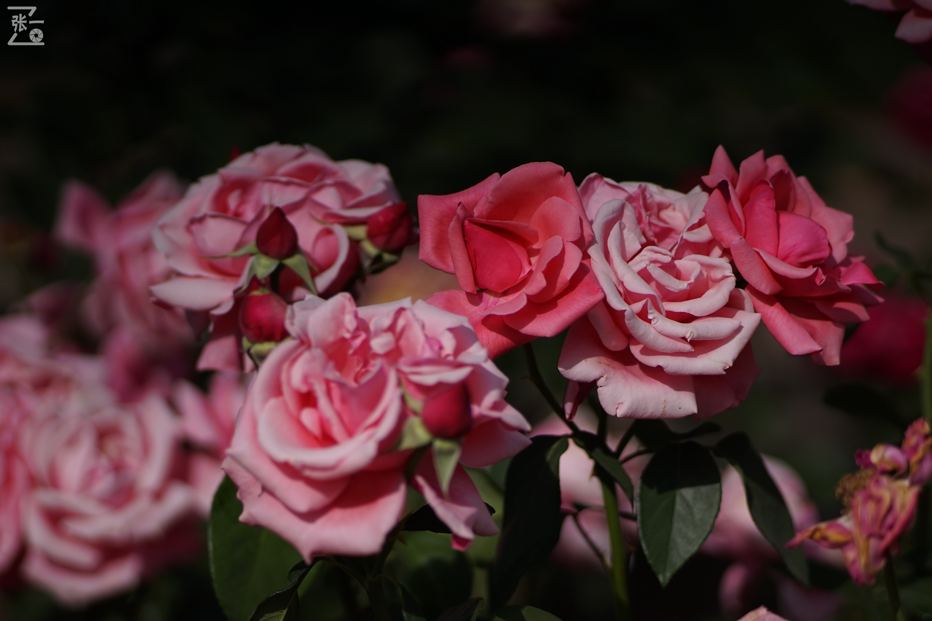 蔡司sonnar50毫米,蔡司sonnar镜头生产年份