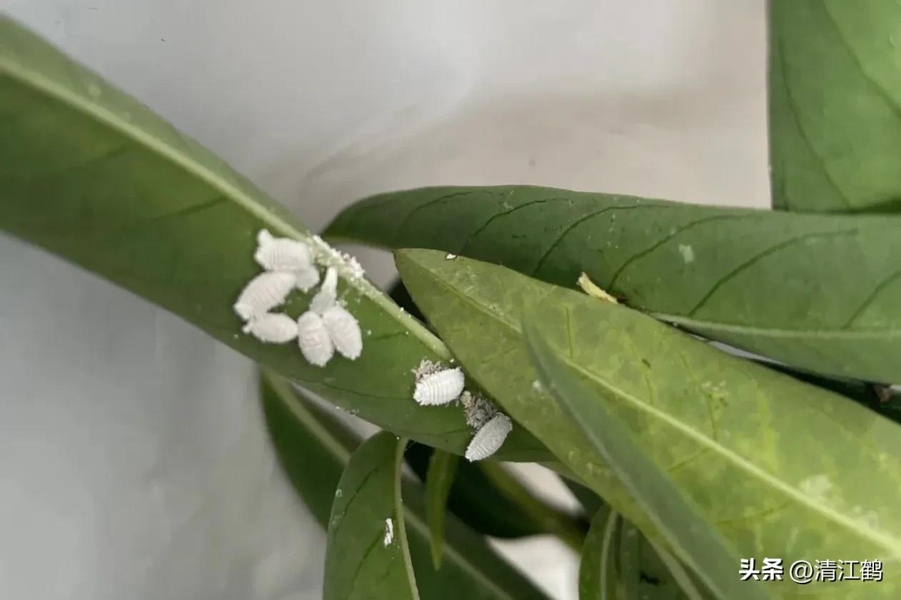 蚧壳虫专用杀虫剂使用方法,蚧壳虫专用花卉杀虫剂