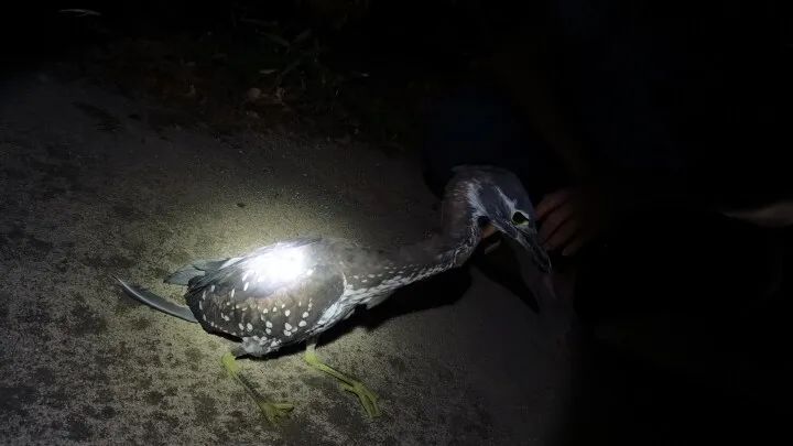 世界上最神秘的鸟海南鳽现身江西,海金沙广东连山发现海南虎斑鳽