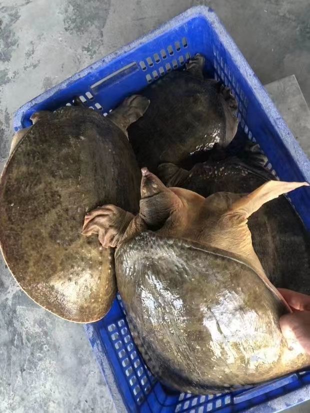 美国不明物种入侵了吗,美国物种入侵中国