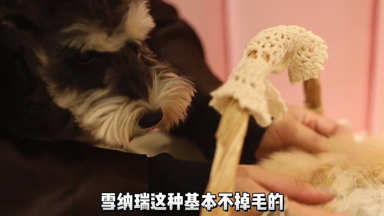 美国可卡犬建议养吗,美国可卡适合家养吗